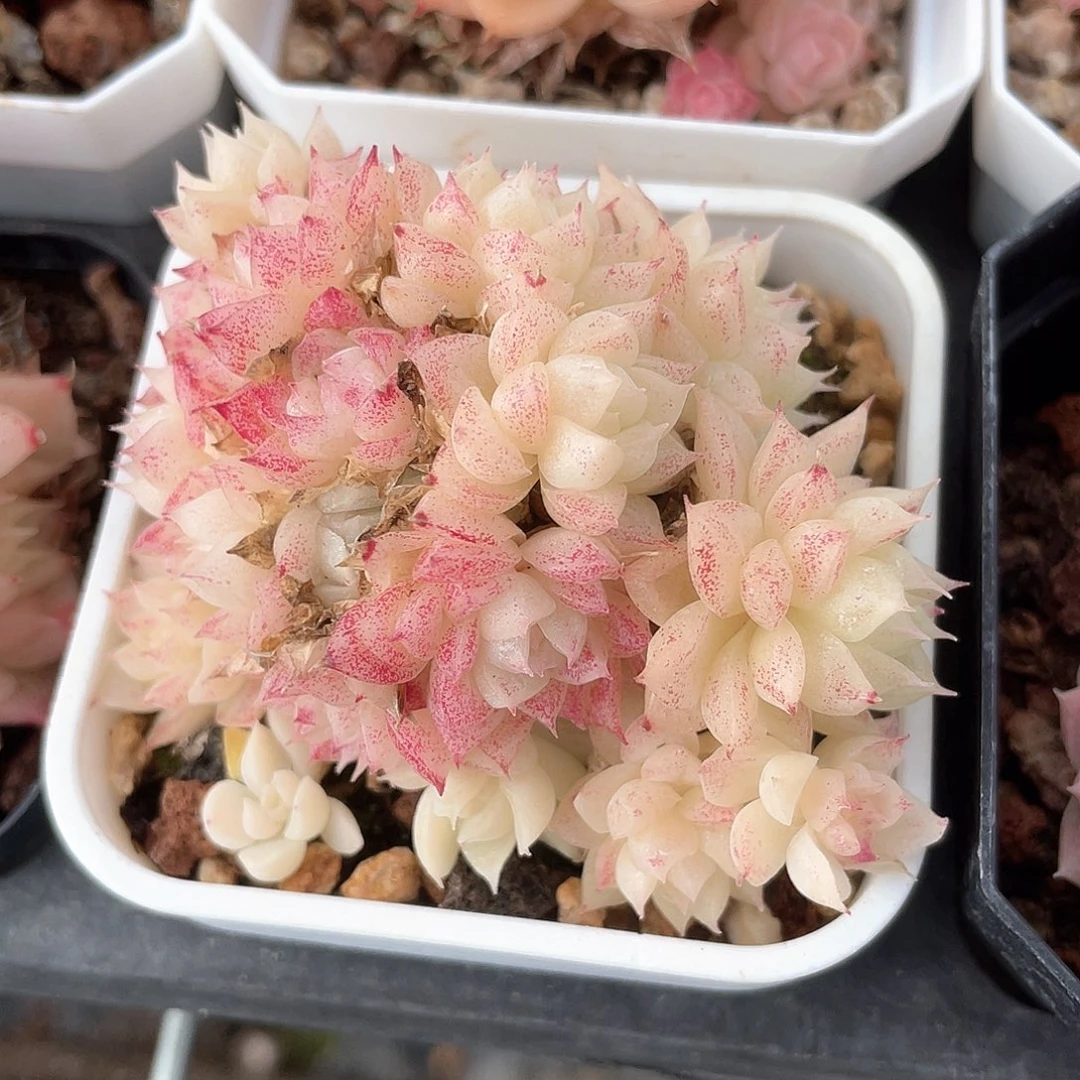 优选麦秆福利8578