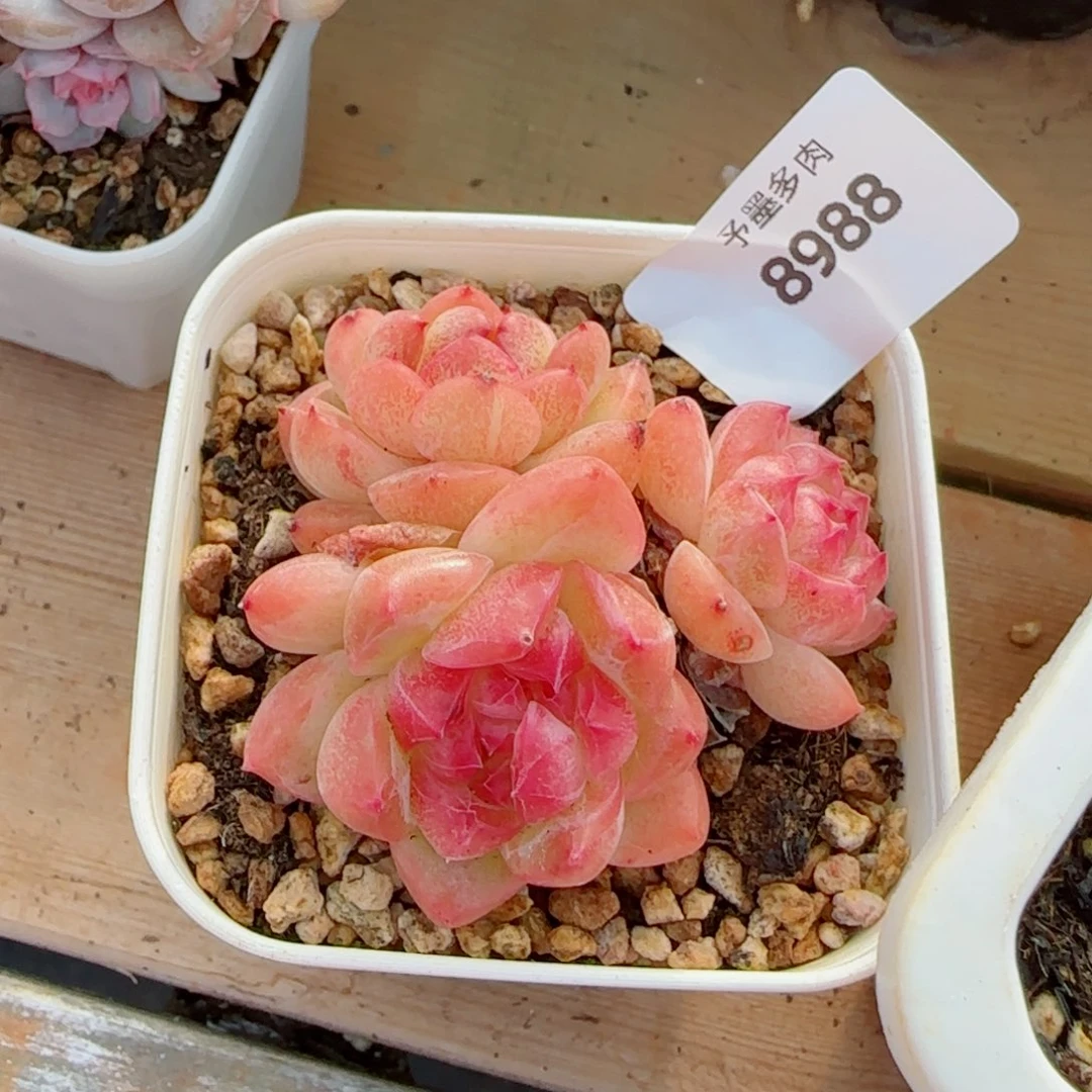 冰魄群，8988多肉植物