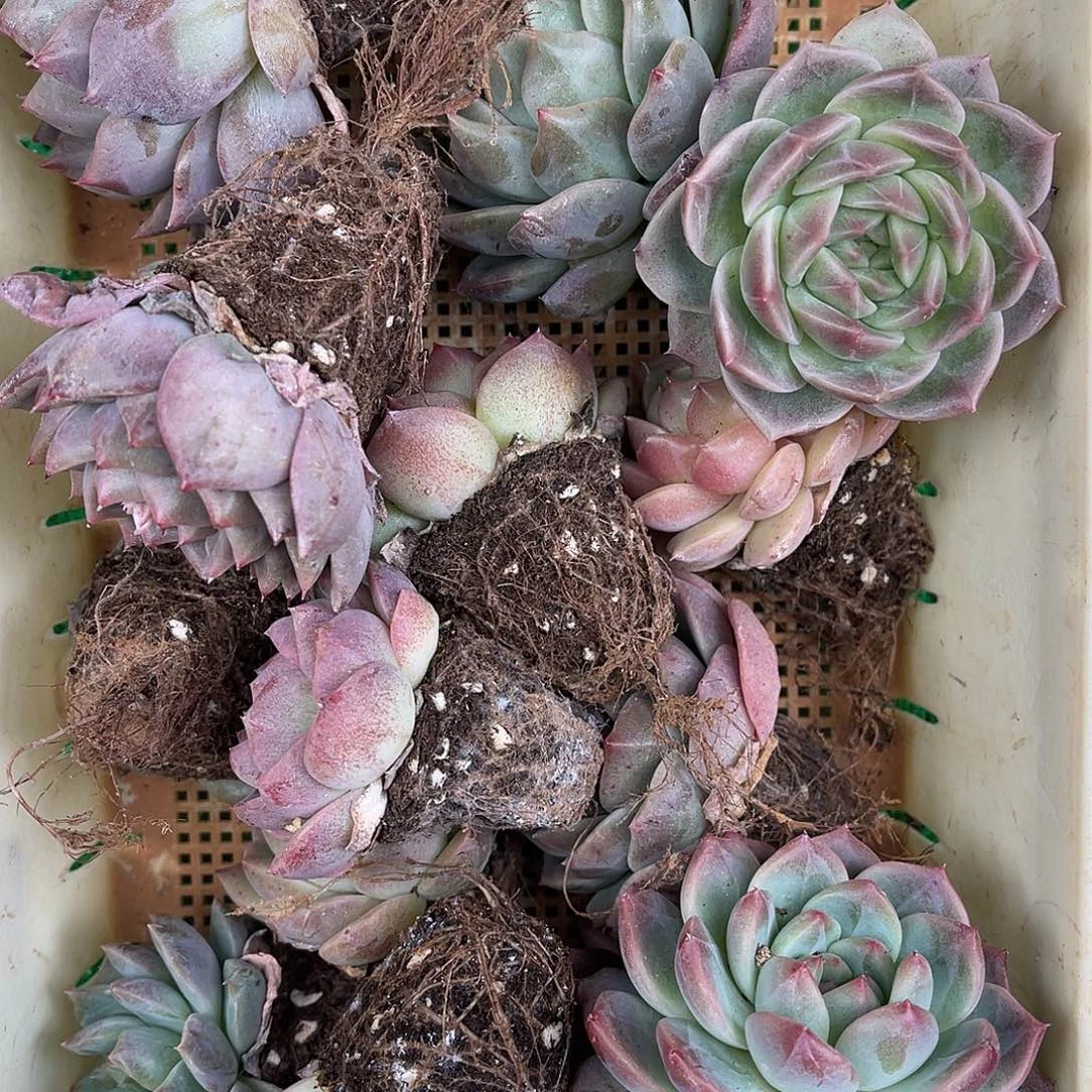 多肉一物一拍29-131