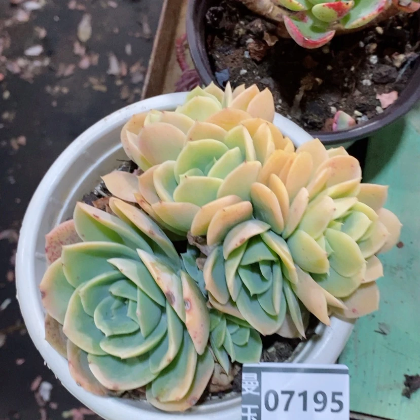 【闪购商品】星娜塔缀07195