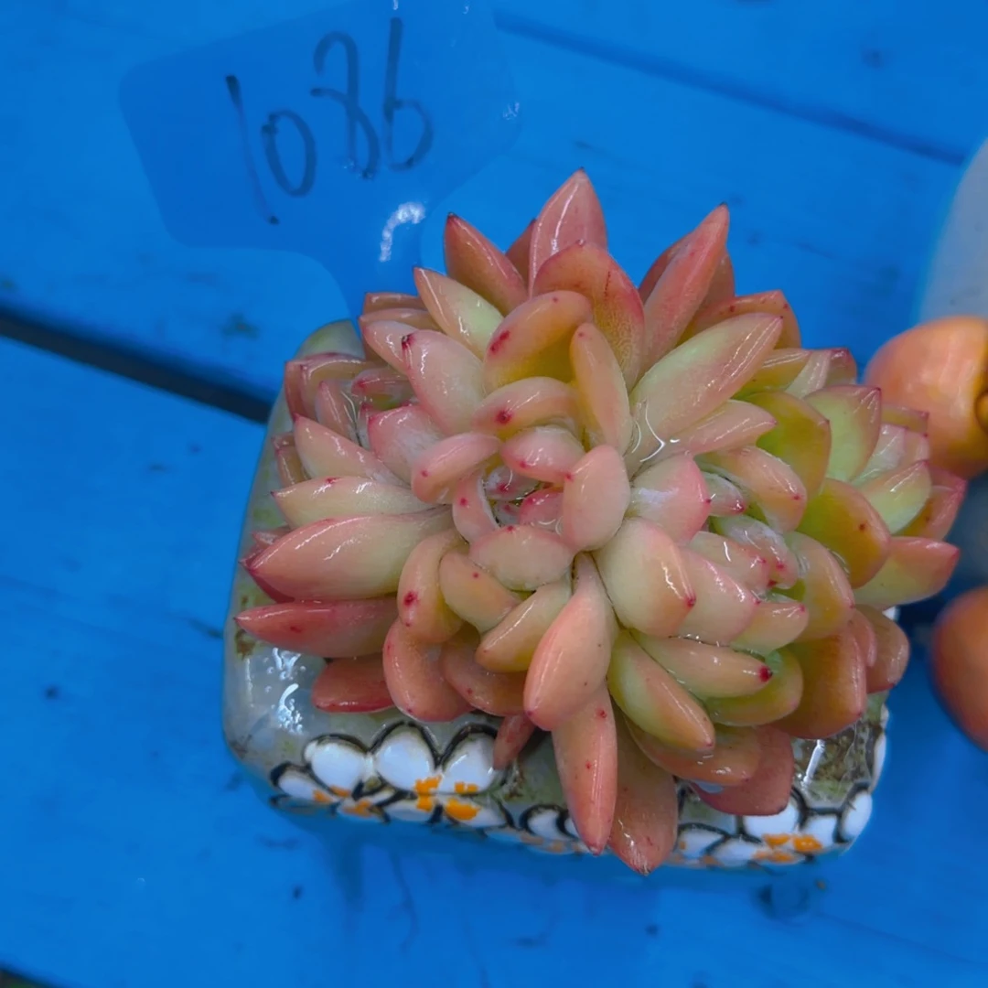 大**潘1086多肉植物一物一拍