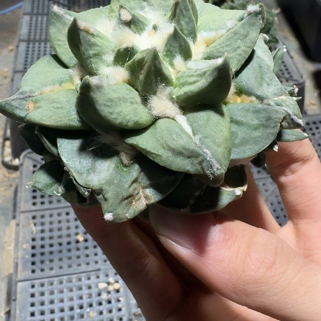 037号仙人球萝卜根