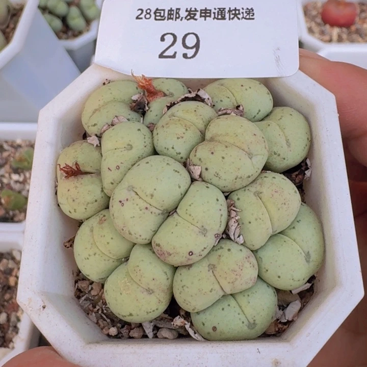 29。