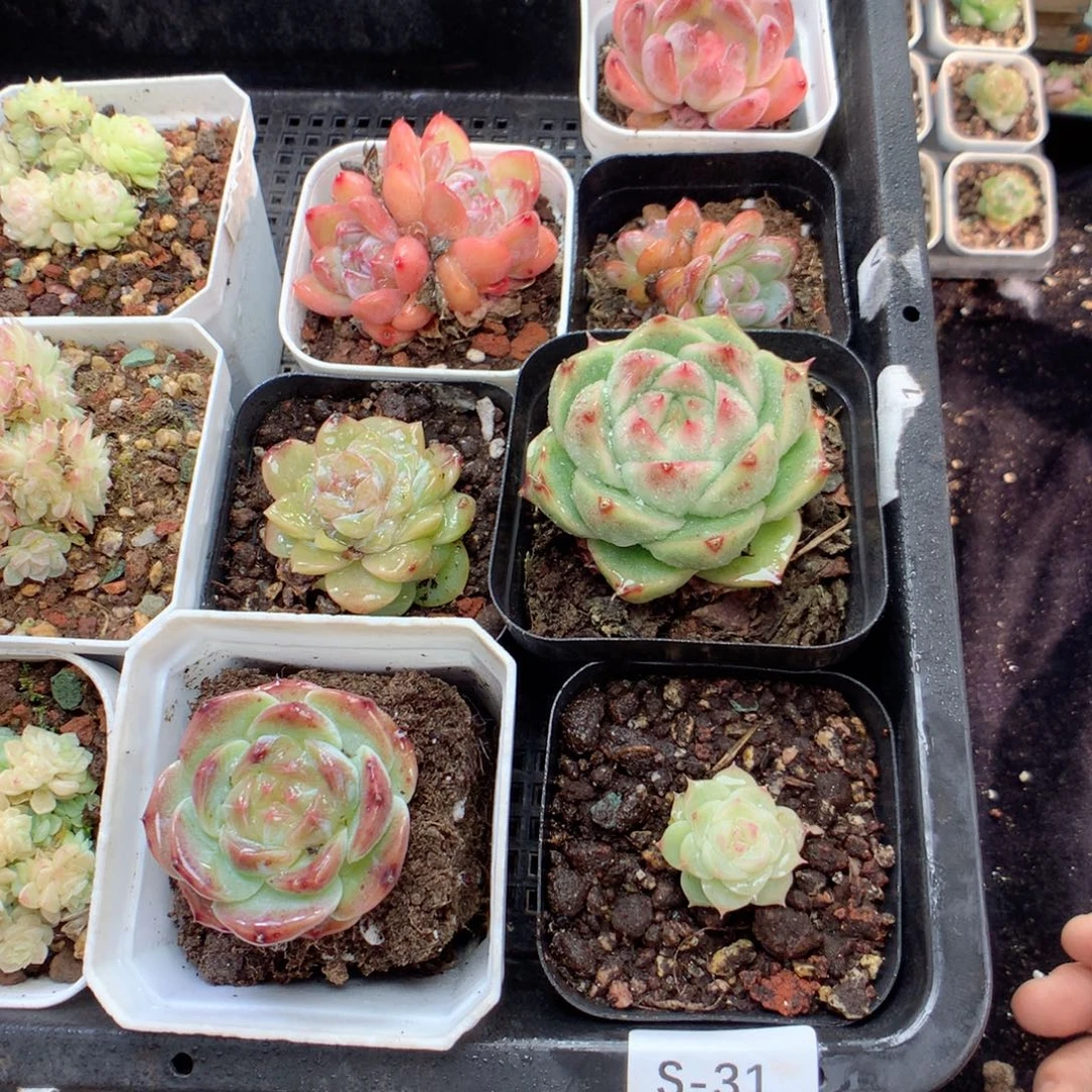 无花朵S31英语英语