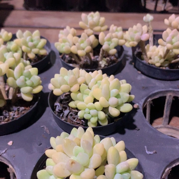 达芙妮小群脱土发货