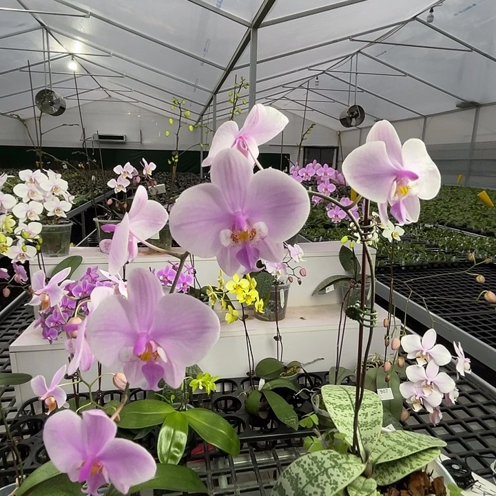 以实际为准编号894山採西蕾丽TKB