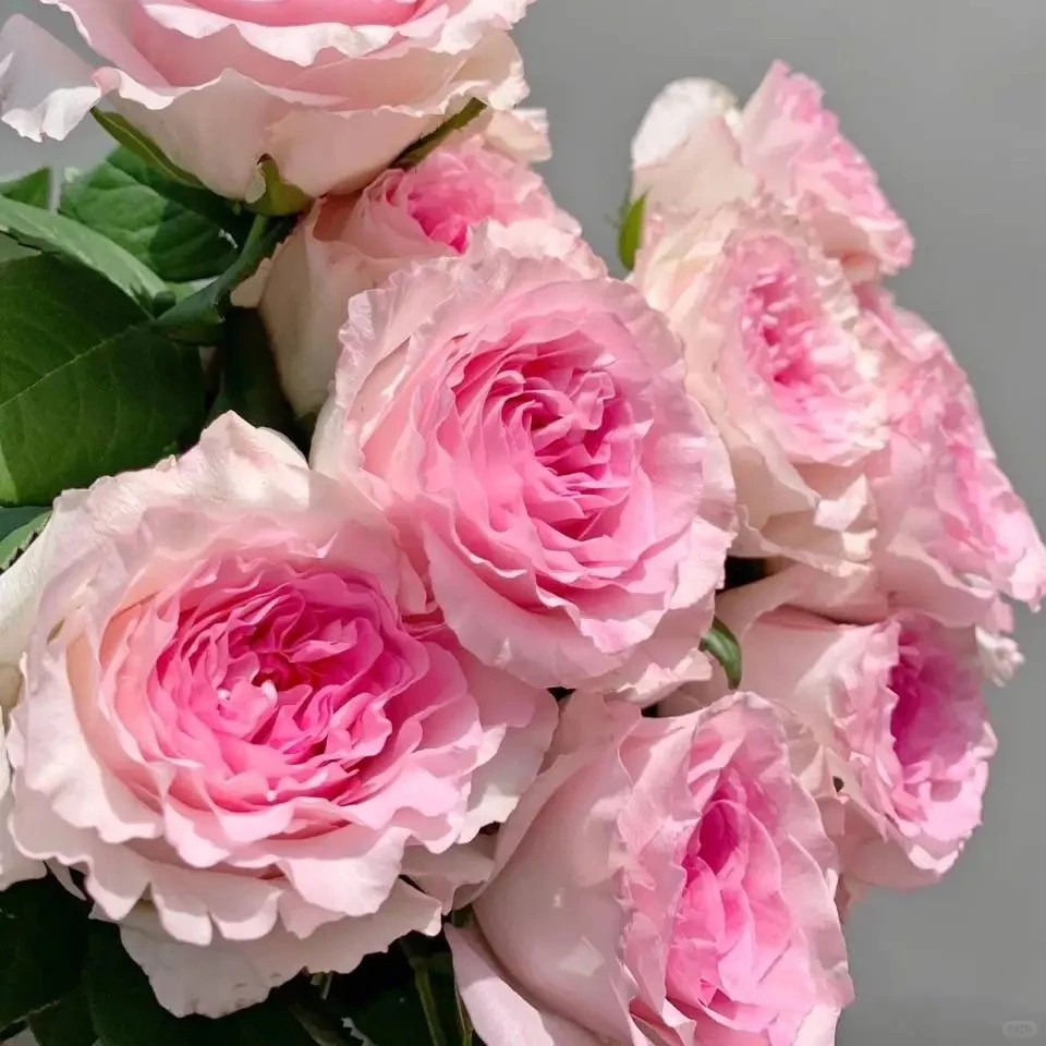 花意【洛神玫瑰10支】全场任意满两单冷链快递三单升级顺丰送上门