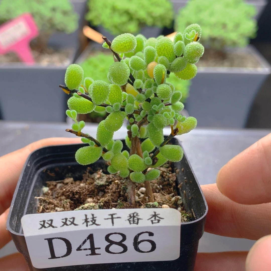 486翡翠。