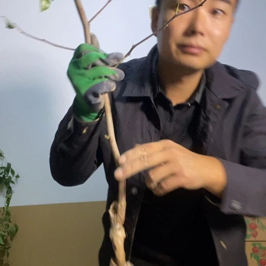 38特惠蟠枣一颗喵