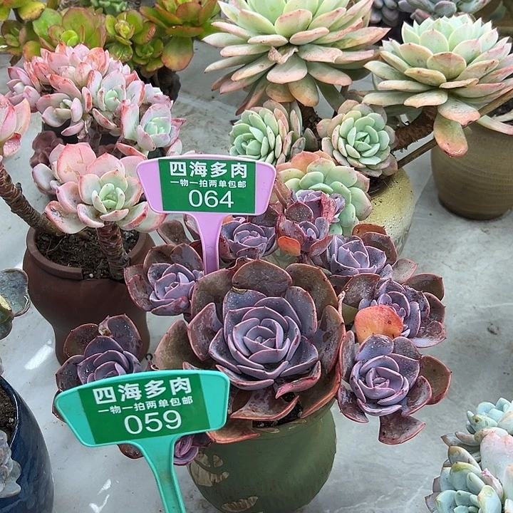 佛***生橙海多肉植物等064