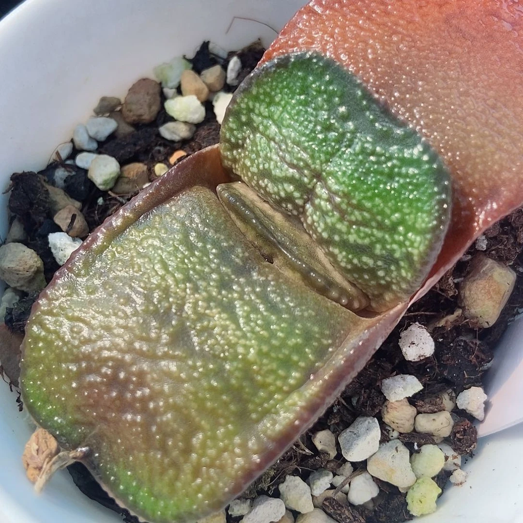 1091卧牛实生军配折边带盆发货