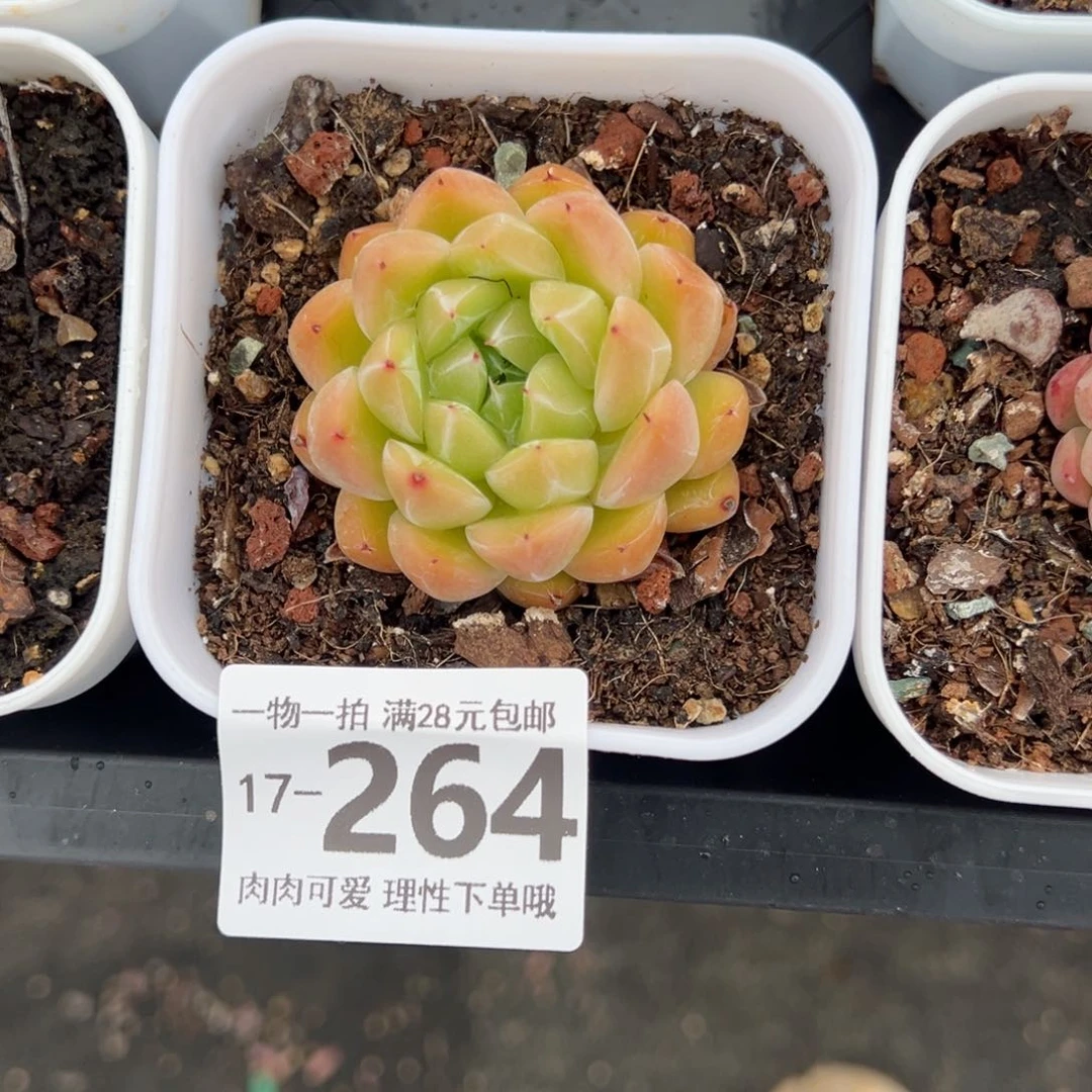 冰山珍妮多肉多肉多肉