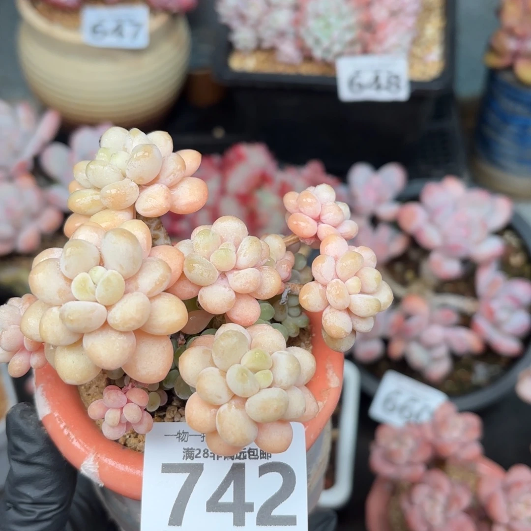 洛可可无盆土发货