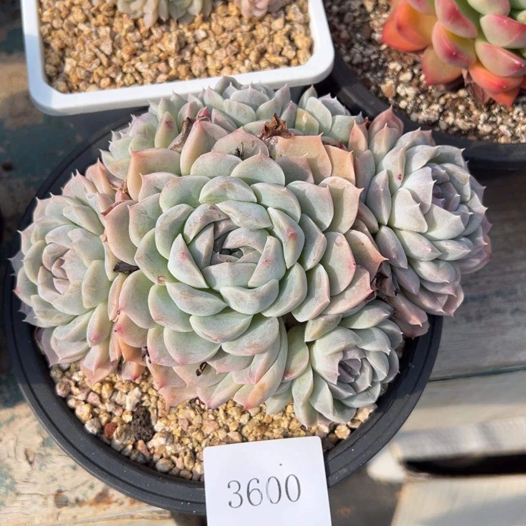 希****嘻3600多肉多多多多多