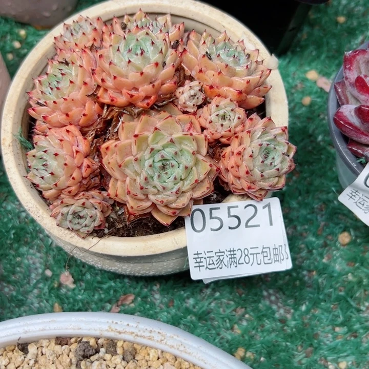 幸运的是我还没遇到你呢