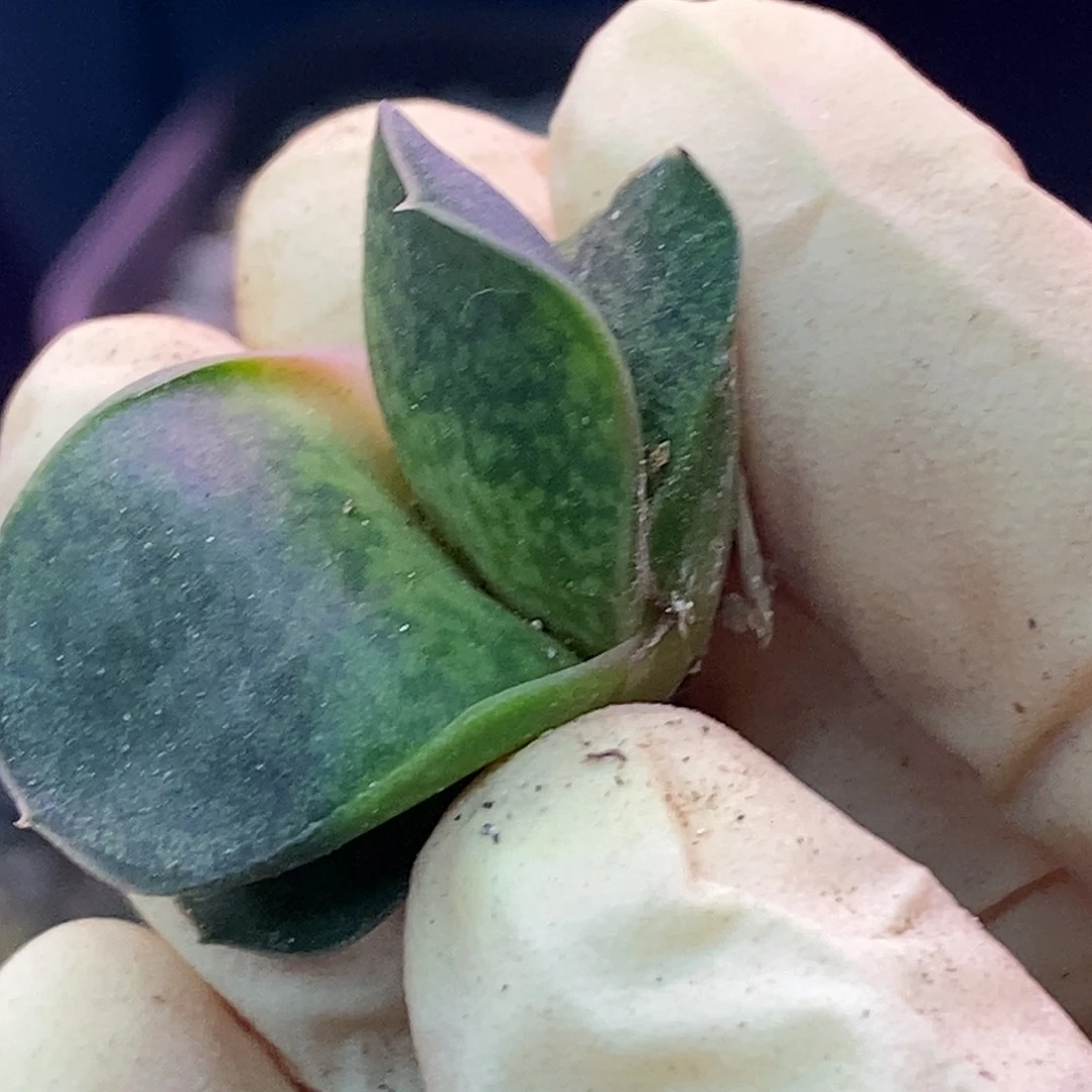 不带盆脱土裸根发货无根