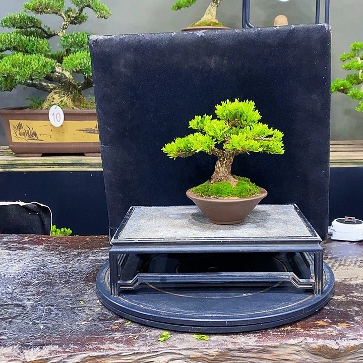 无花朵黄杨盆景四季常青