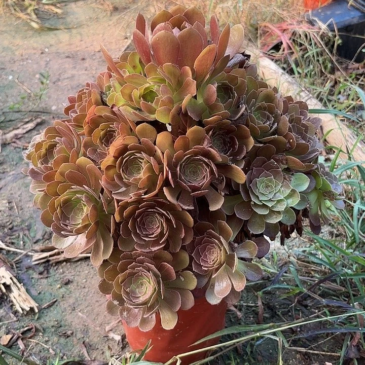 多肉植物法师黑魔37