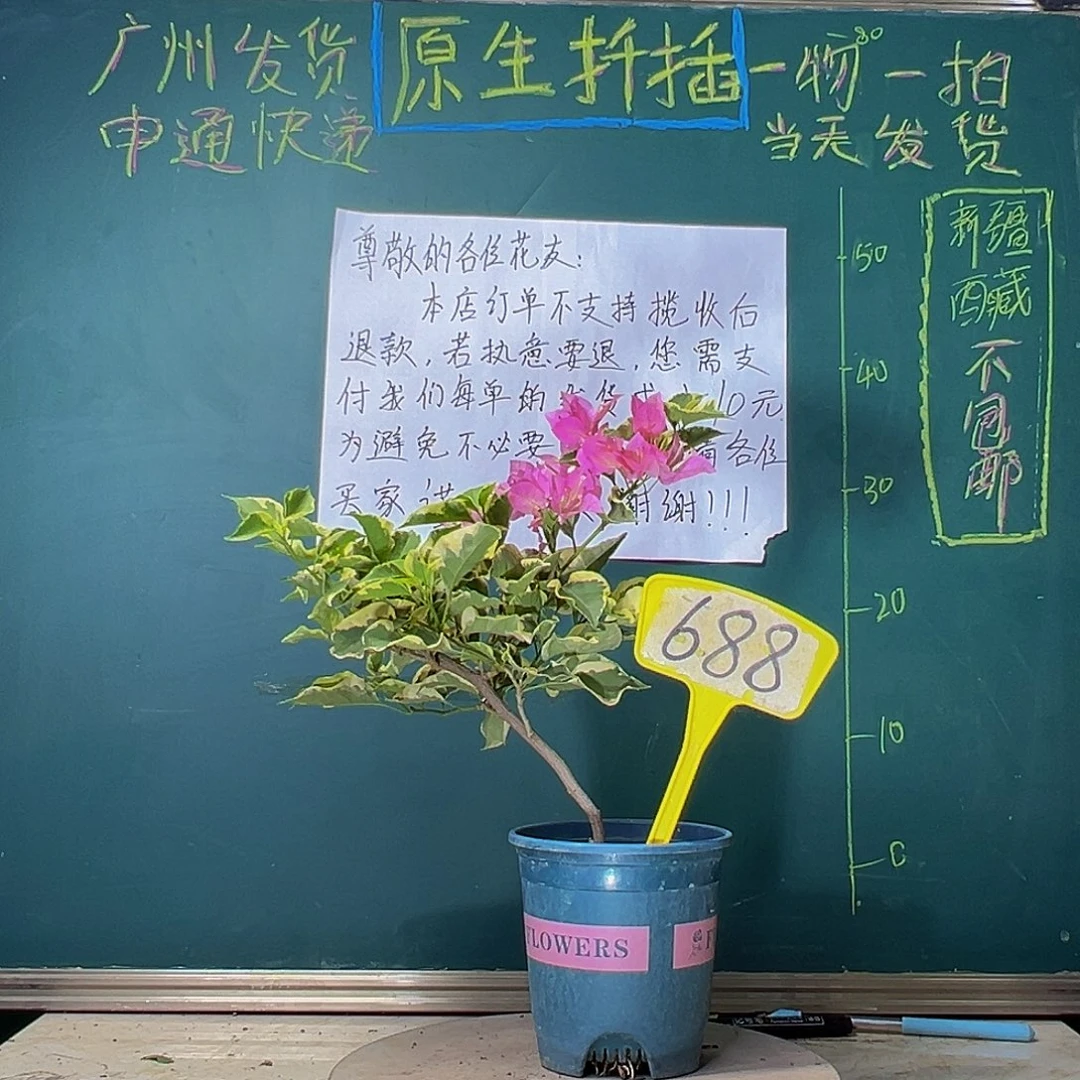 当前无花栽培后可以开花蜡染粉688