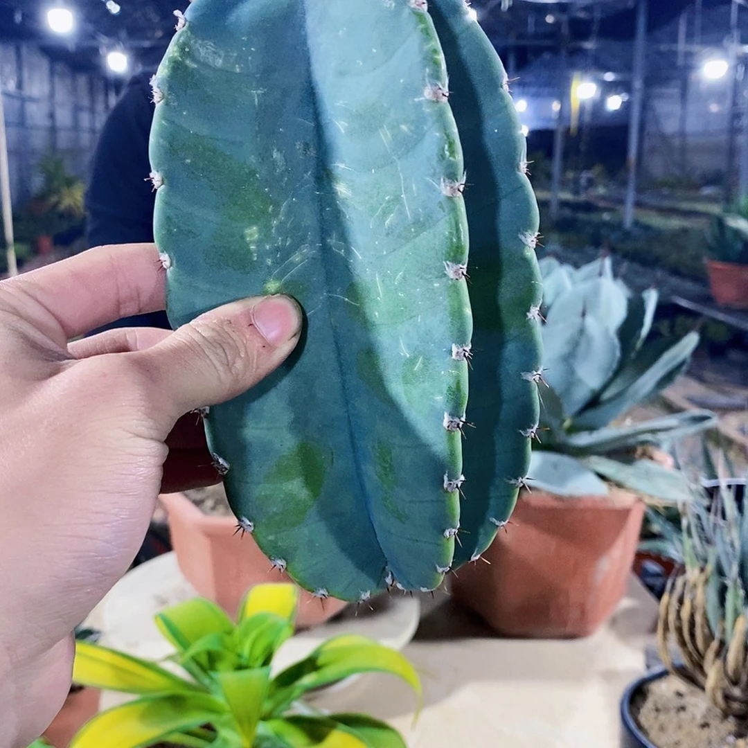 子*秘鲁苹果一颗