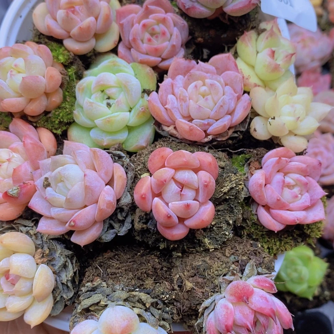 虽然说明天天天下001