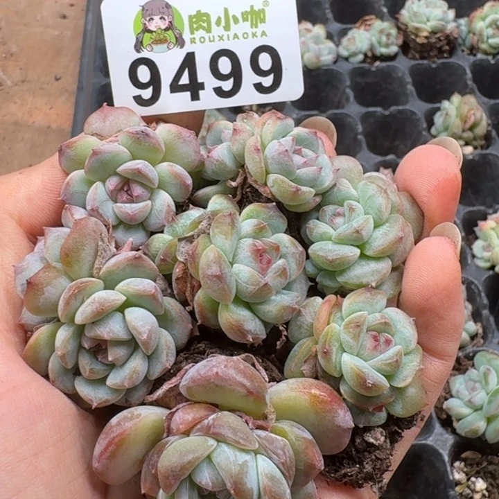 当前无花朵，栽培后可花朵多肉植物多肉植物