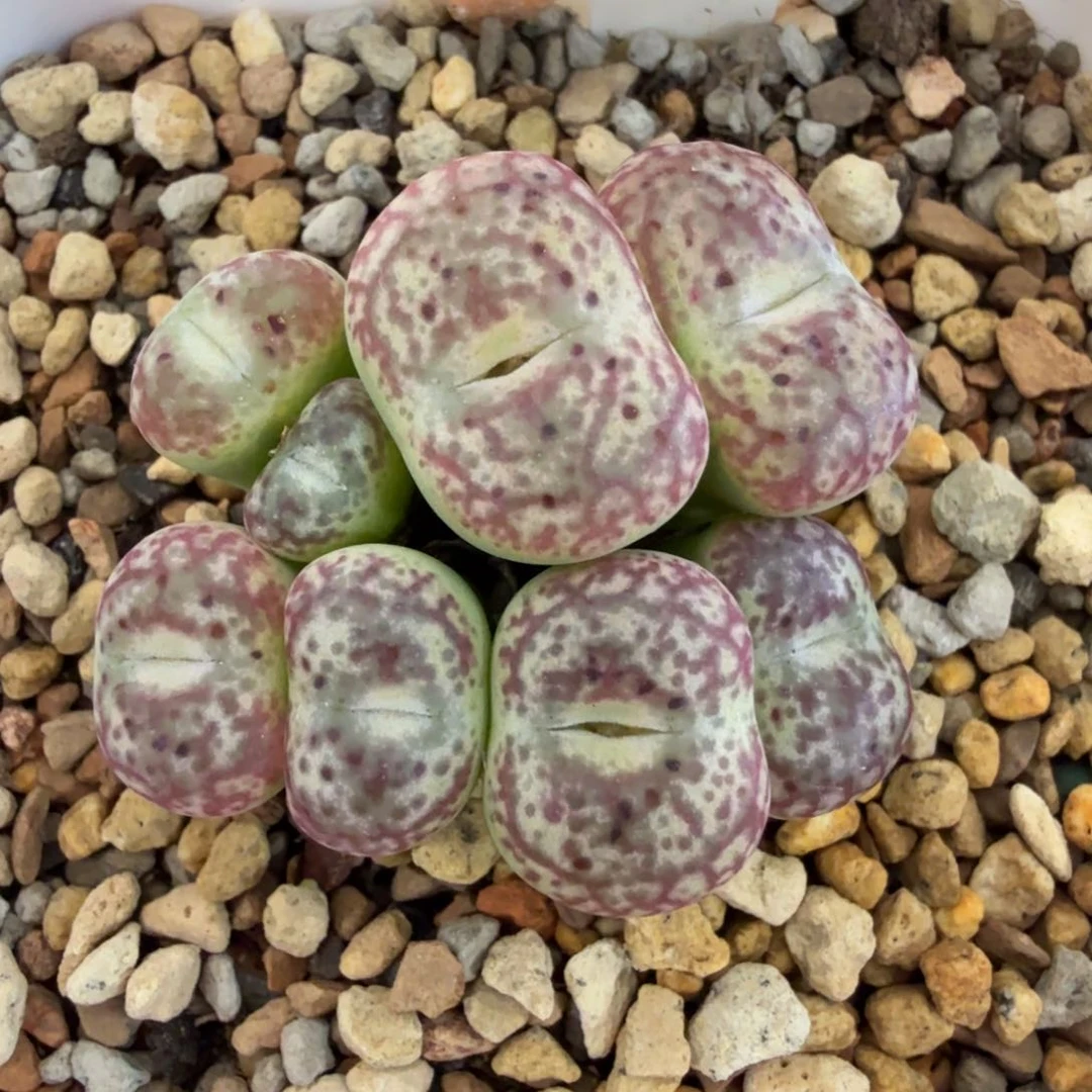 韩国姆鲁萨基 11-6-L36