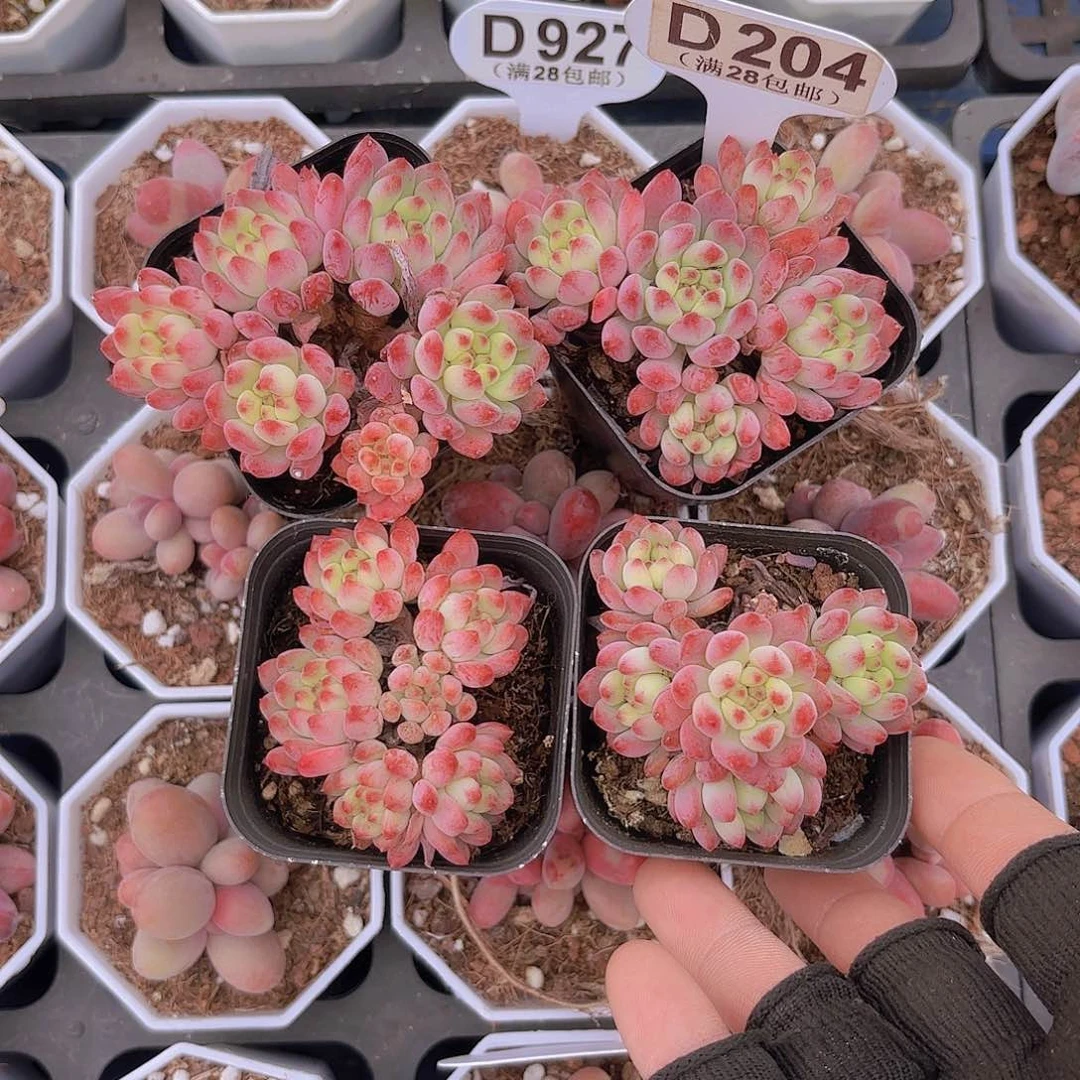 语**然D204四颗烂苹果一物一拍