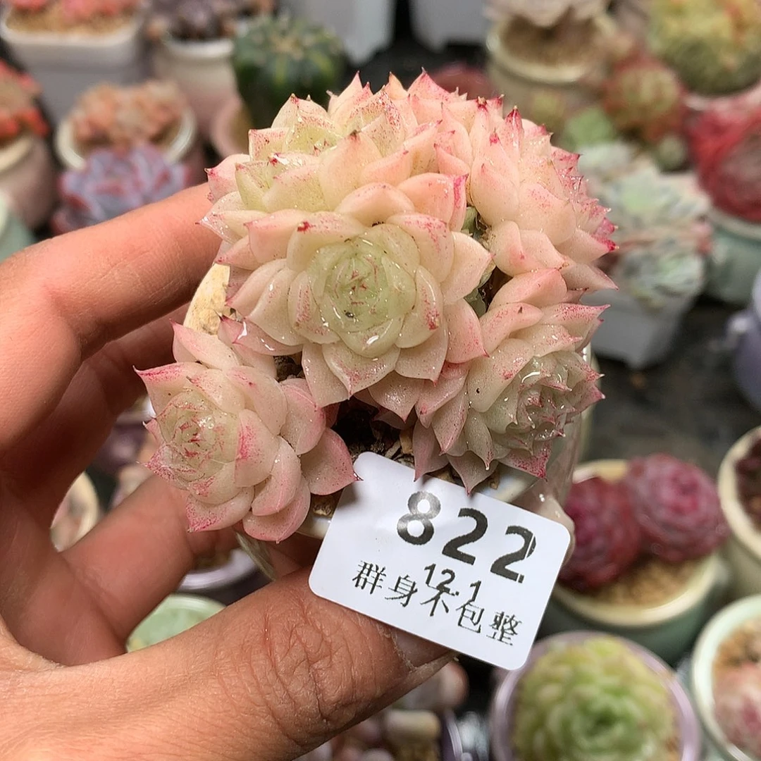 精控拇指盆12.1822