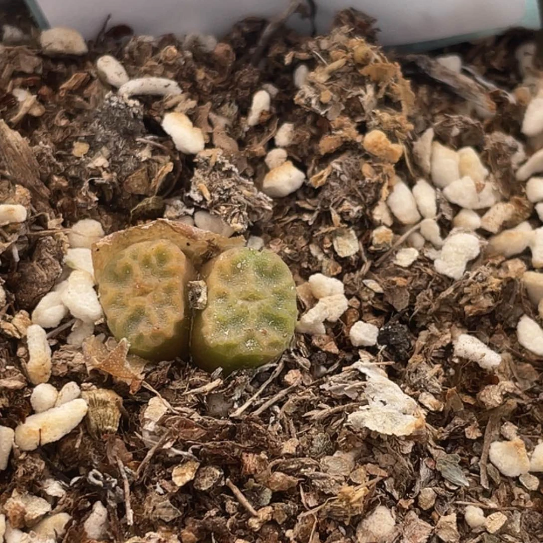 29-61烧麦多肉植物