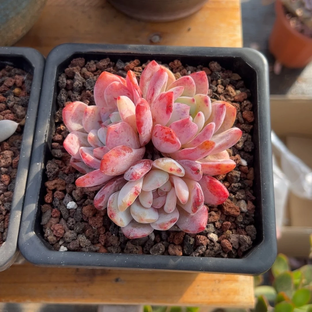 多肉三头橙子【非偏远地区满18包邮】