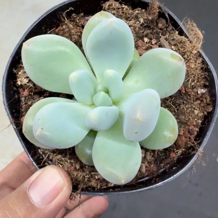 吉***！黄胖体 哥特 单头 一物一拍