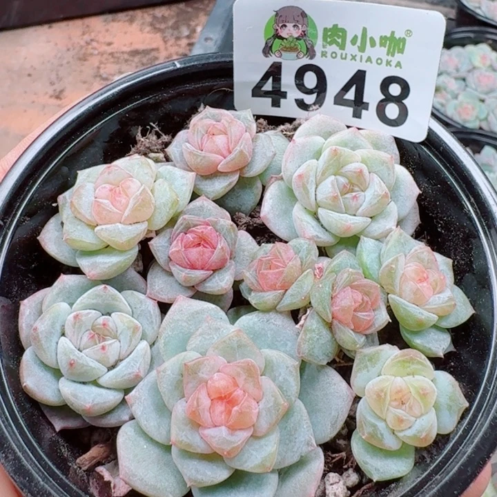 多肉植物多肉植物