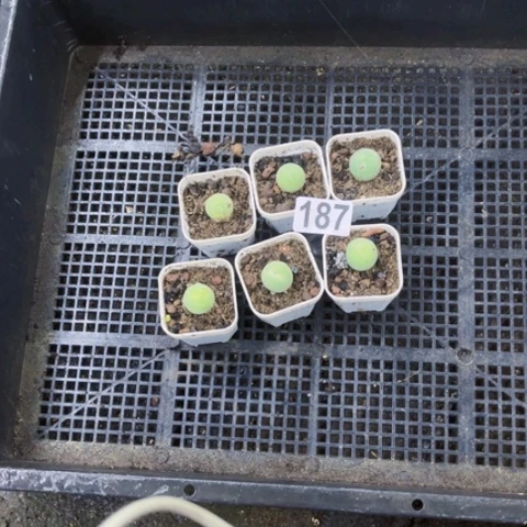 187鸽子蛋如图东北不拍