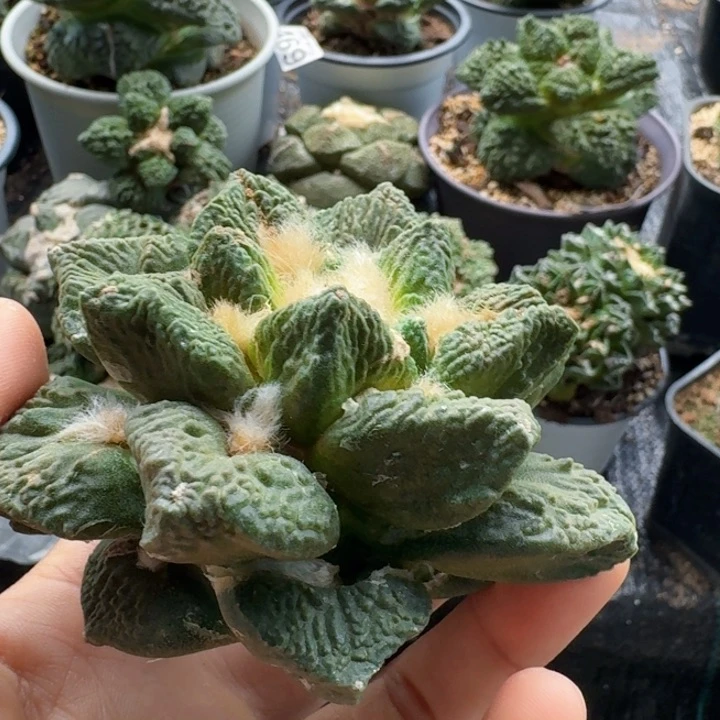 无花朵咦***呀577自根哥斯拉博士牡丹