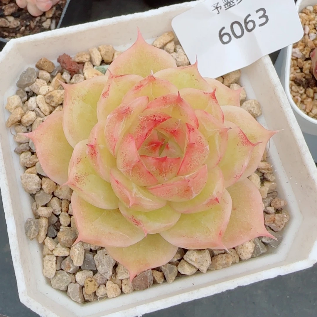 麦秆，6063多肉植物