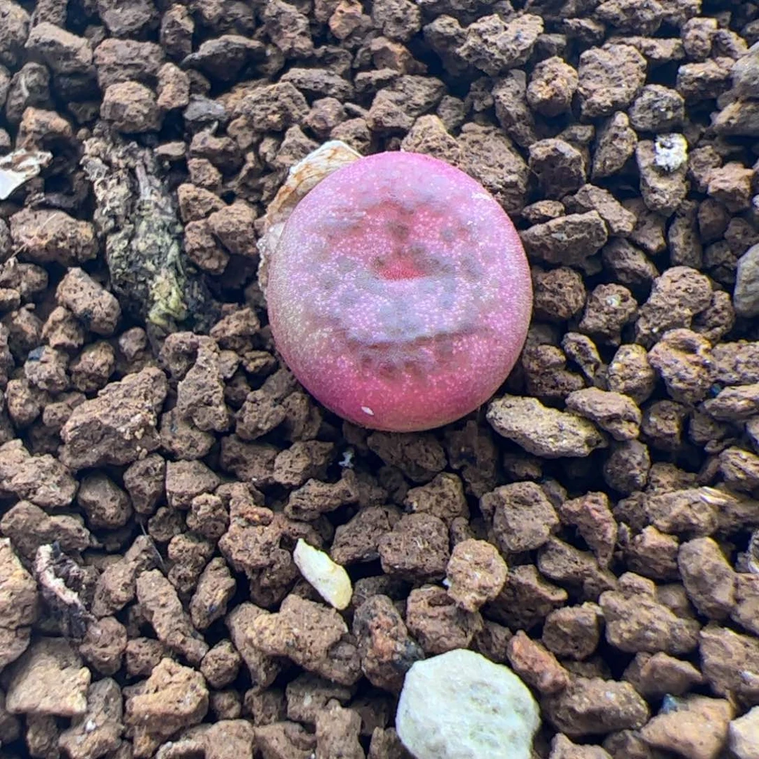 206号不知名杂12.29多肉