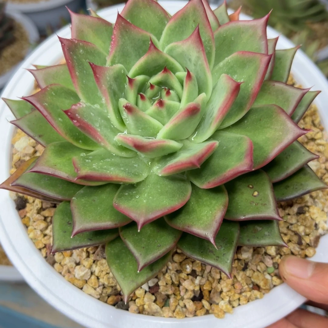 多肉植物一物一拍（59号）