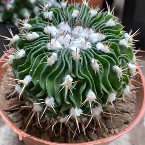 多棱玉仙人球12米仙人球