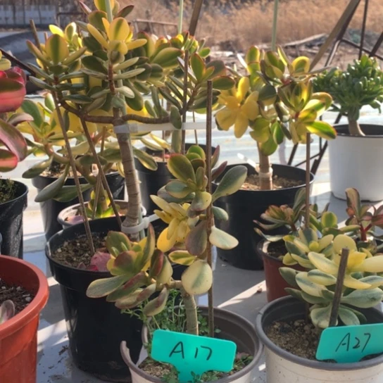 ?****^A17A27 蒂娜脱土发货