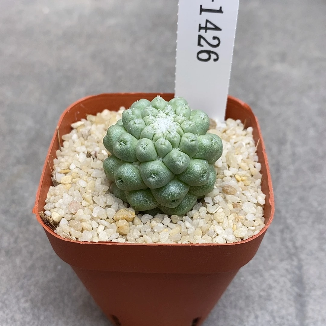 子***牙G1426花有转哦仙人物花开