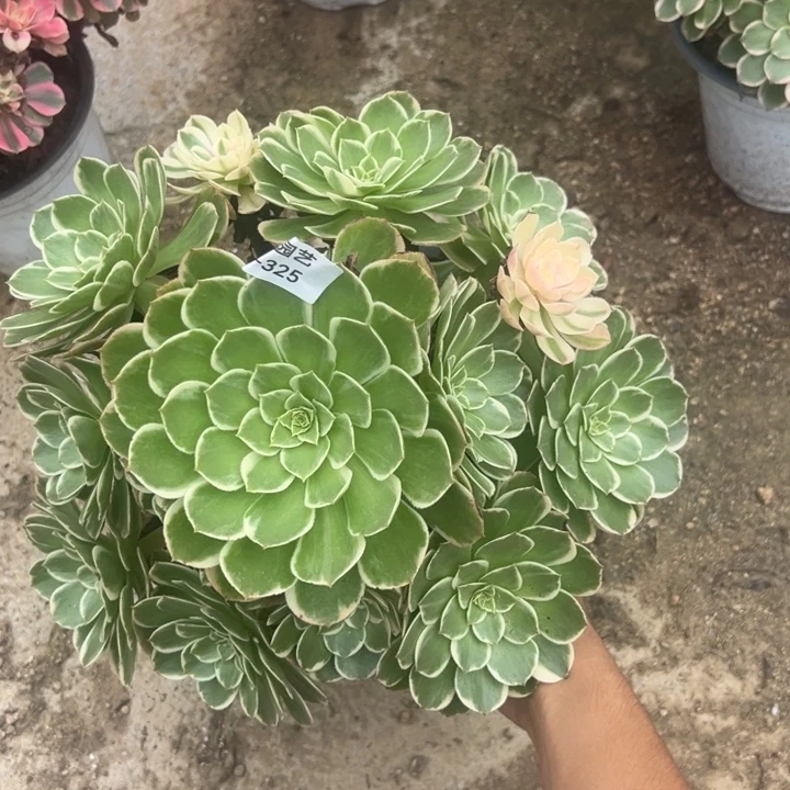 粉海王大手捧多肉植物325