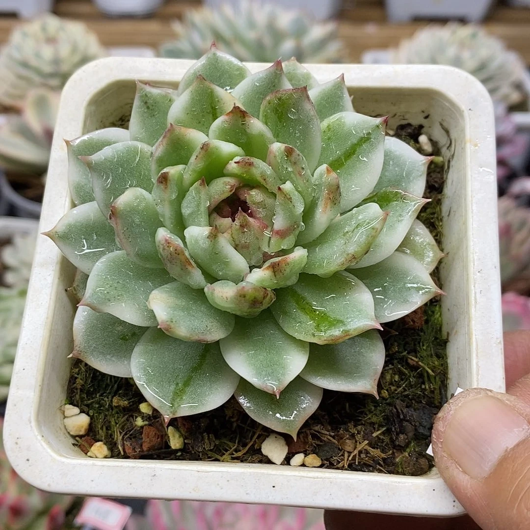 1249 绿水晶花脸锦