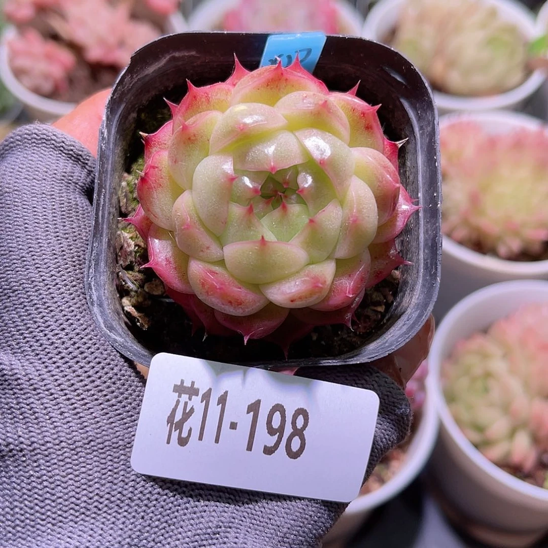 花11-198海王单头