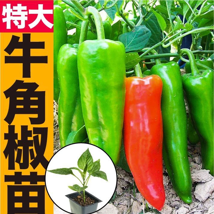 [牛角椒苗]高产特大果牛角辣椒秧苗带土球庭院阳台种植