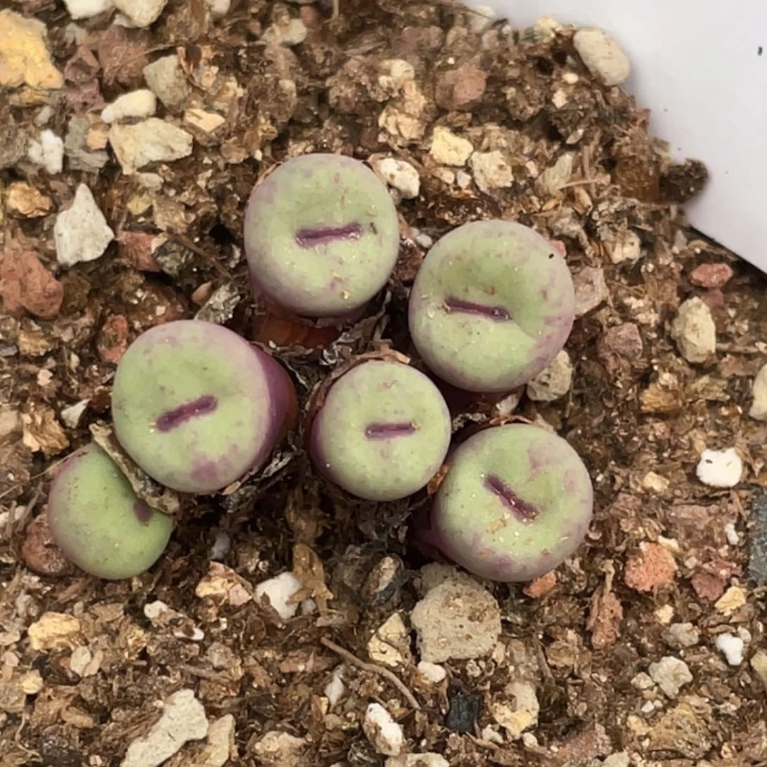 10-149嘴多肉植物肉锥