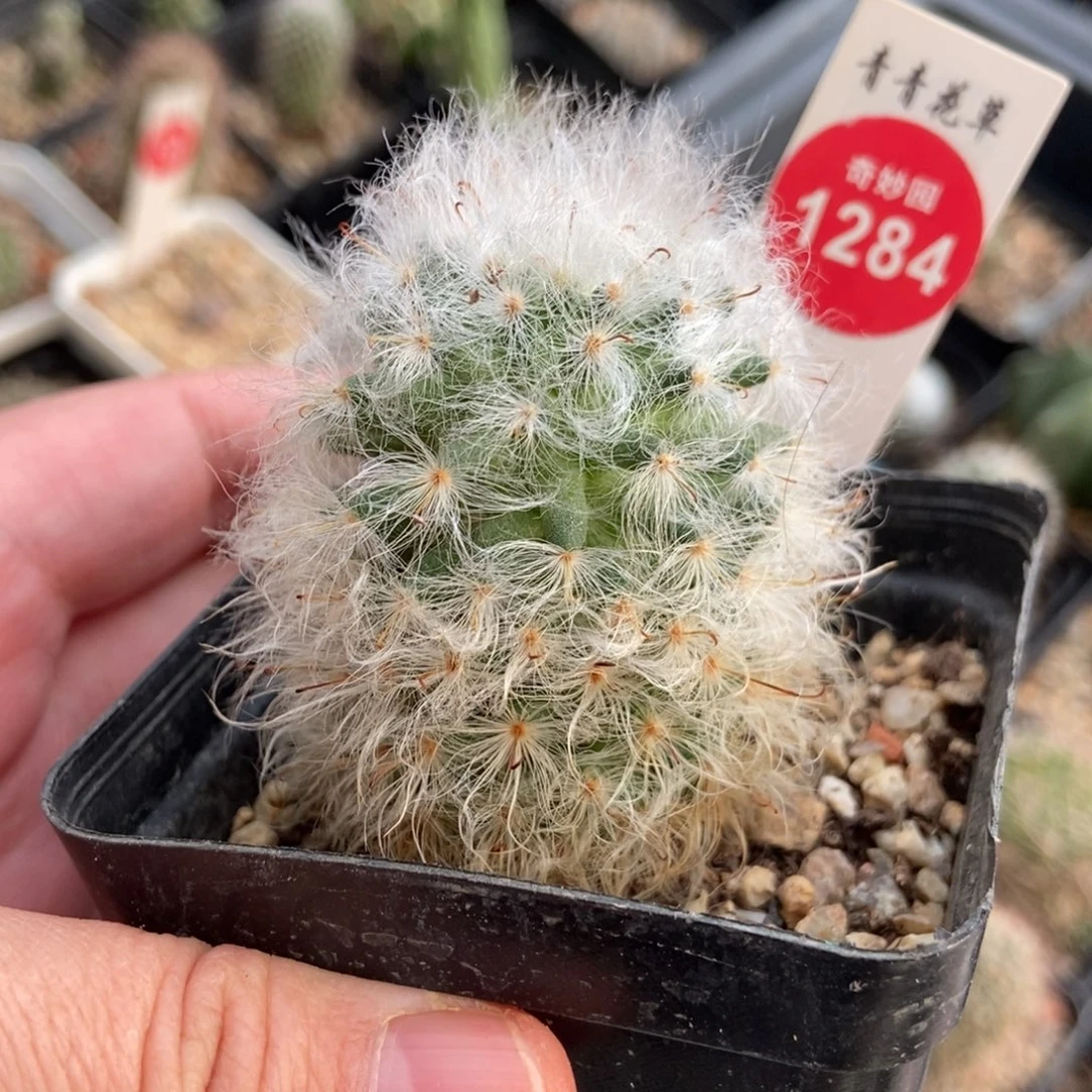 实生浓毛白云高砂一棵仙人球