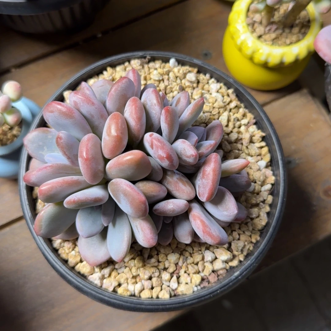 吕***）111111111111111111