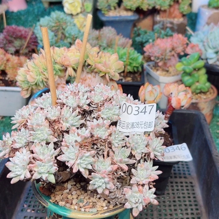 幸运的是我还没遇到你呢