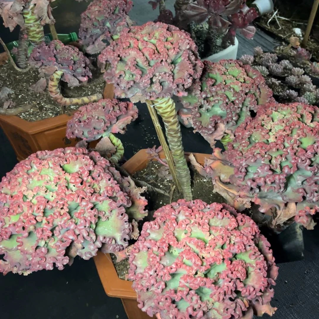 小雨多肉女王花丽